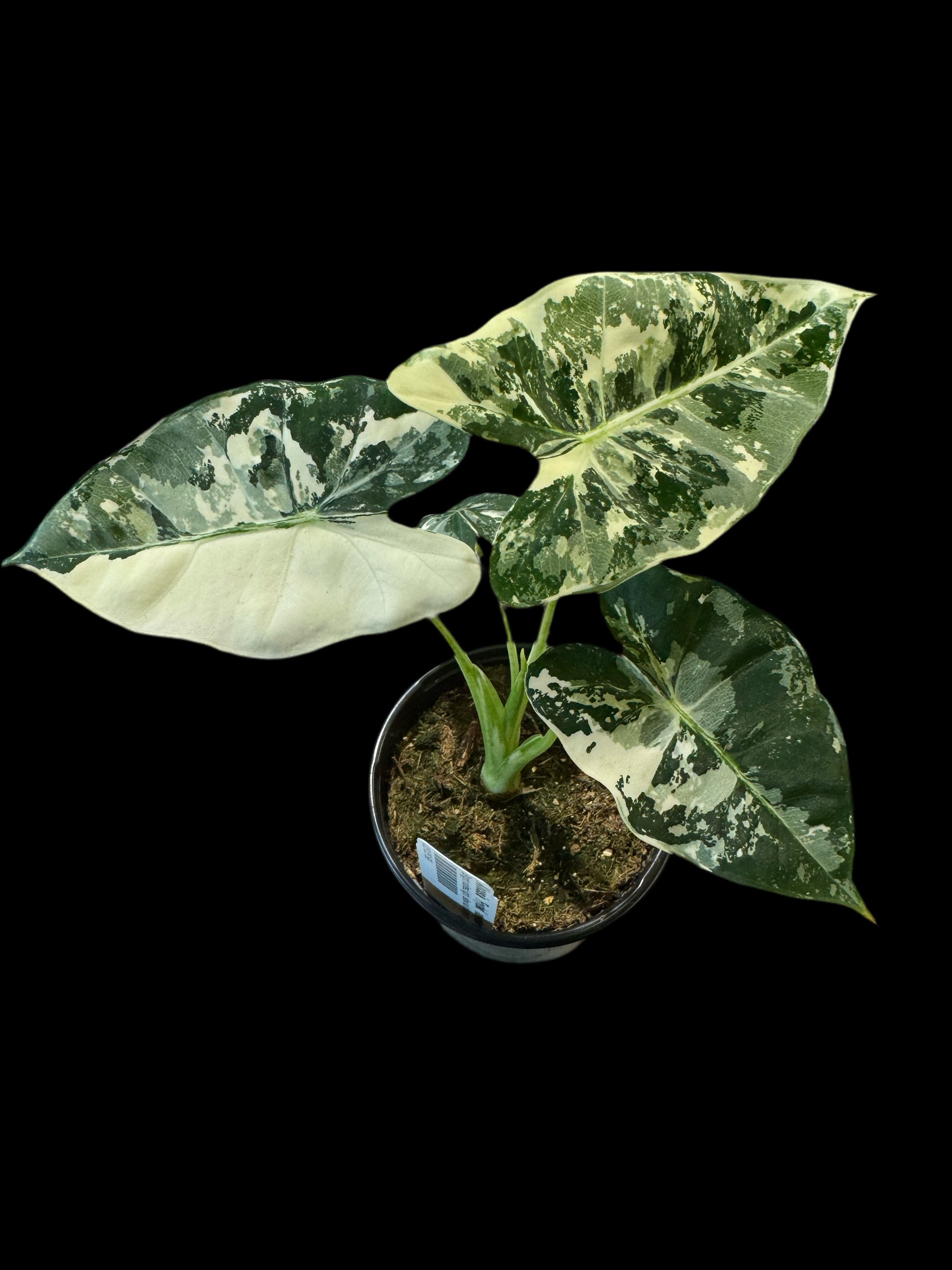 Is a photo of an alocasia Frydek variegated 