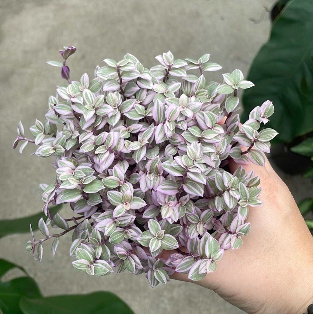 'Pantera Rosa' (Callisia repens) 