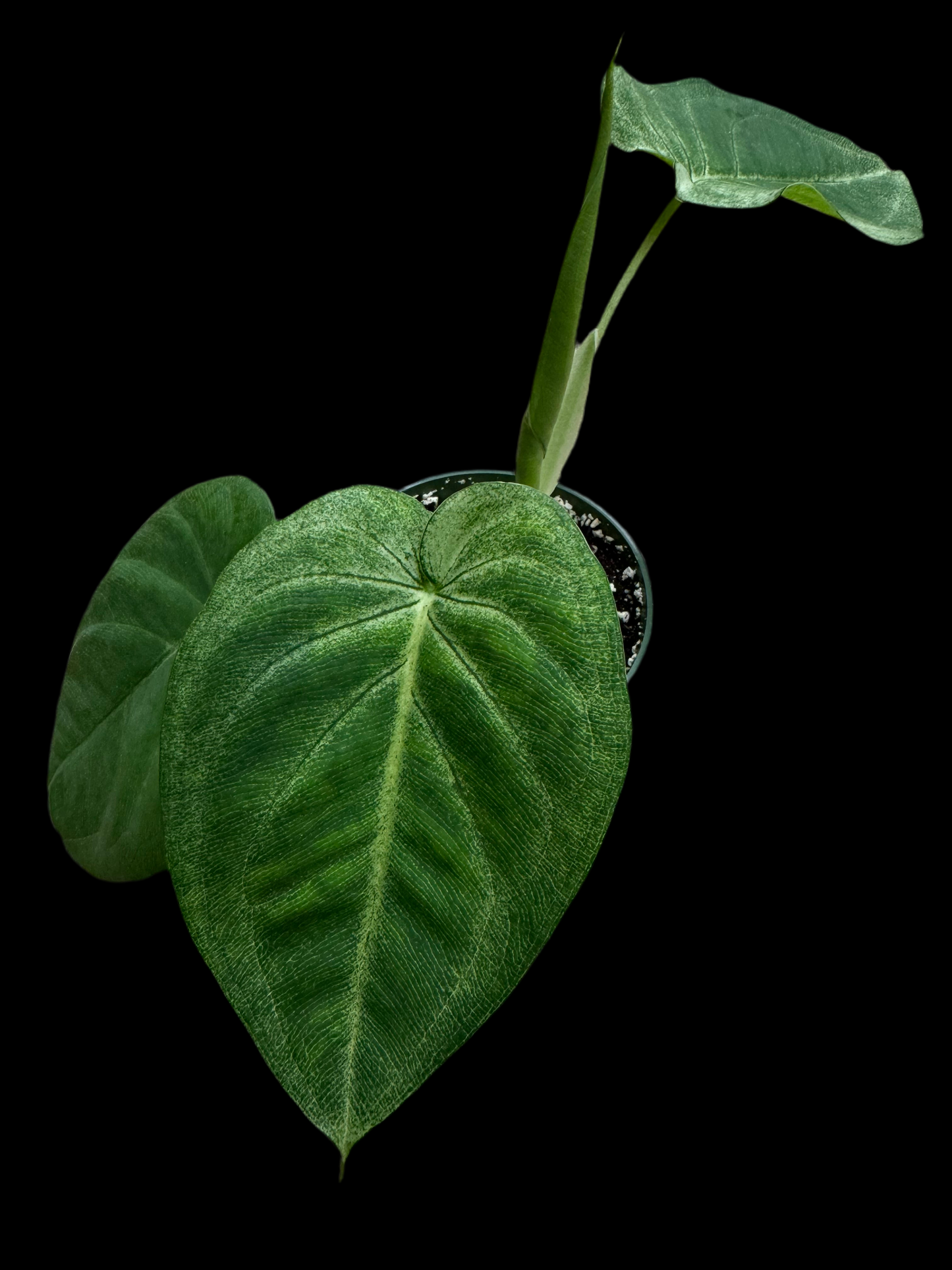 Syngonium ‘Frosted Heart’