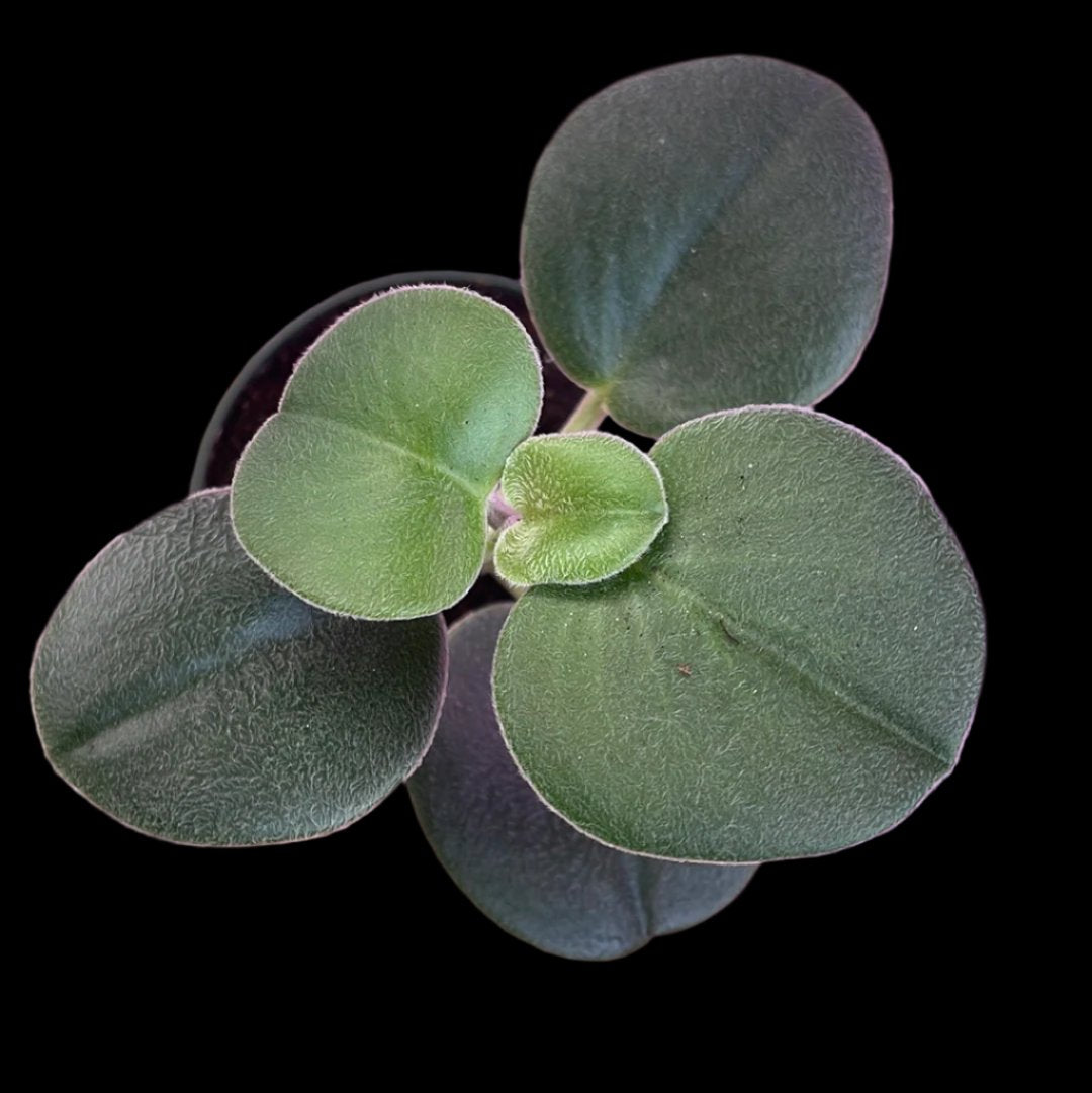 is a photo of a peperomia amazon fuzz