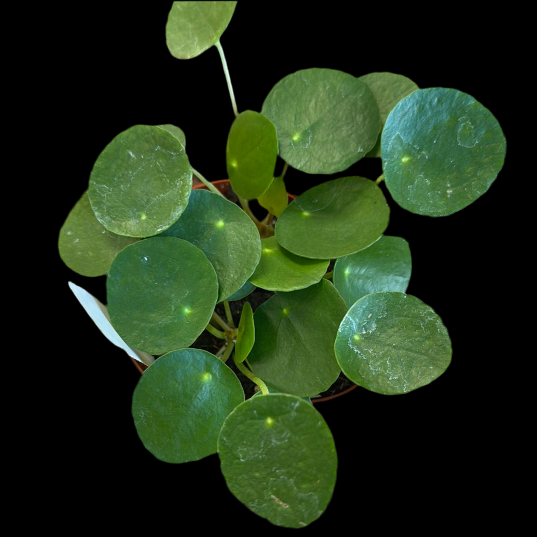 Is a photo of pilea ‘Money Plant’ 