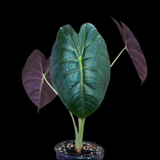 Is a photo of an Alocasia golden bone 