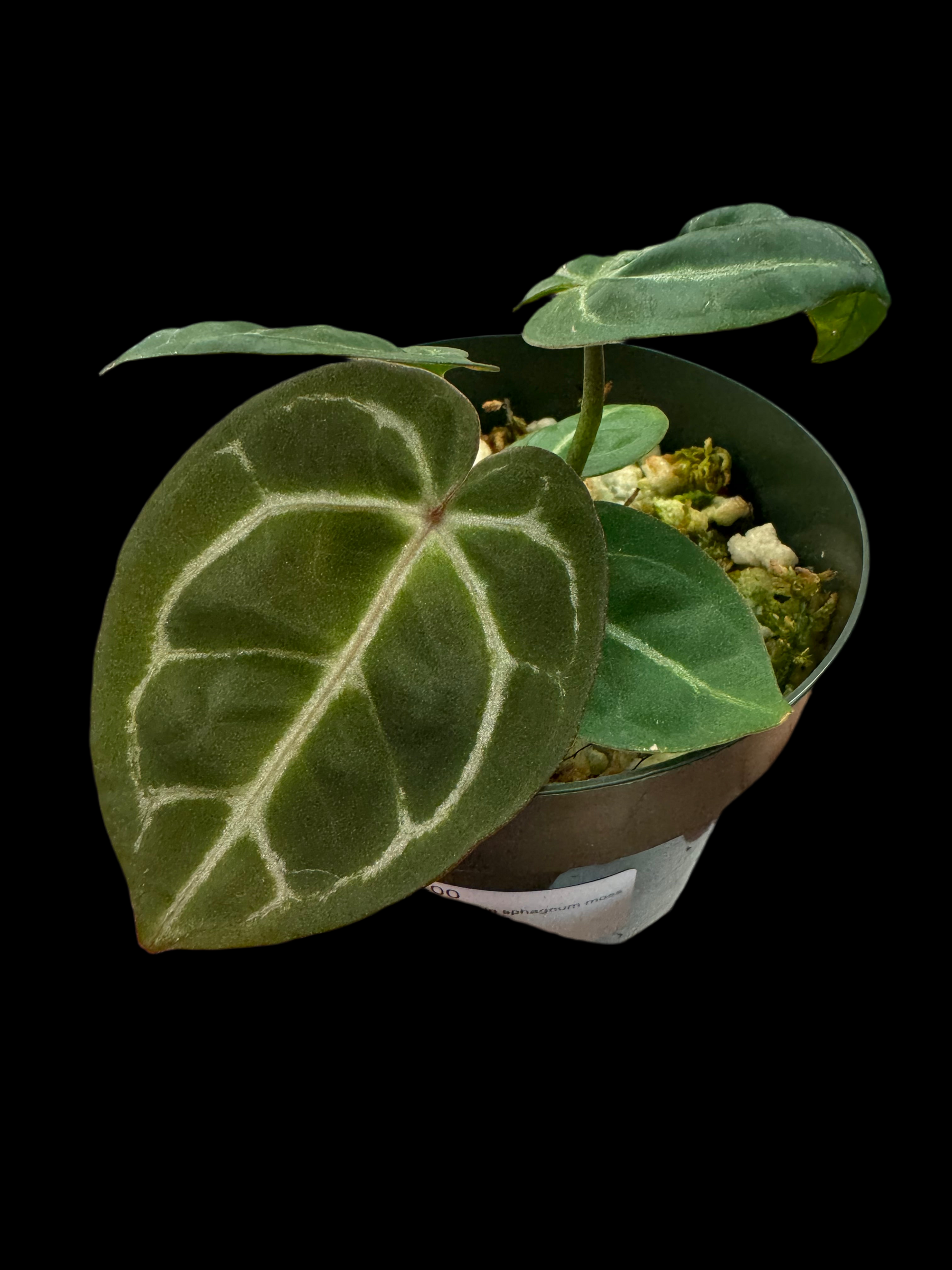 Is a photo of an Anthurium crystallinum x Unknown with heart shaped leaves and silver veining