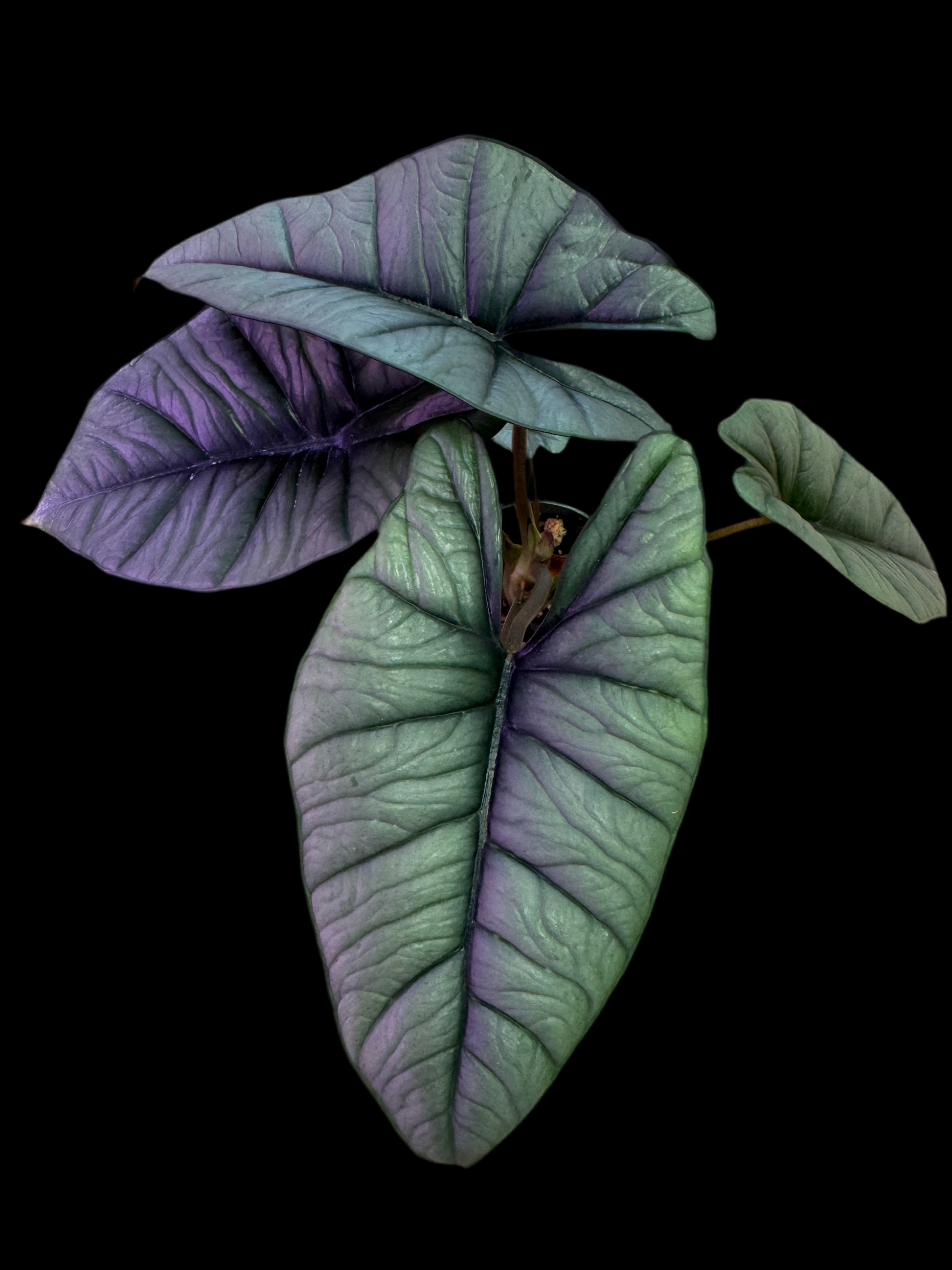 Is a photo of an Alocasia ‘Platinum’