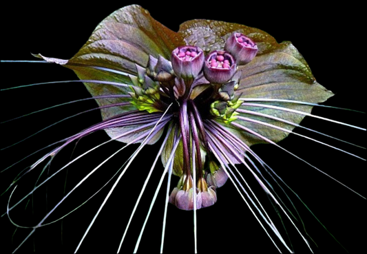 Is an image of ‘Black Bat Flower’ plant flower