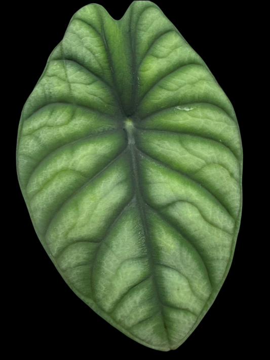 Is a photo of an Alocasia ‘nebula’