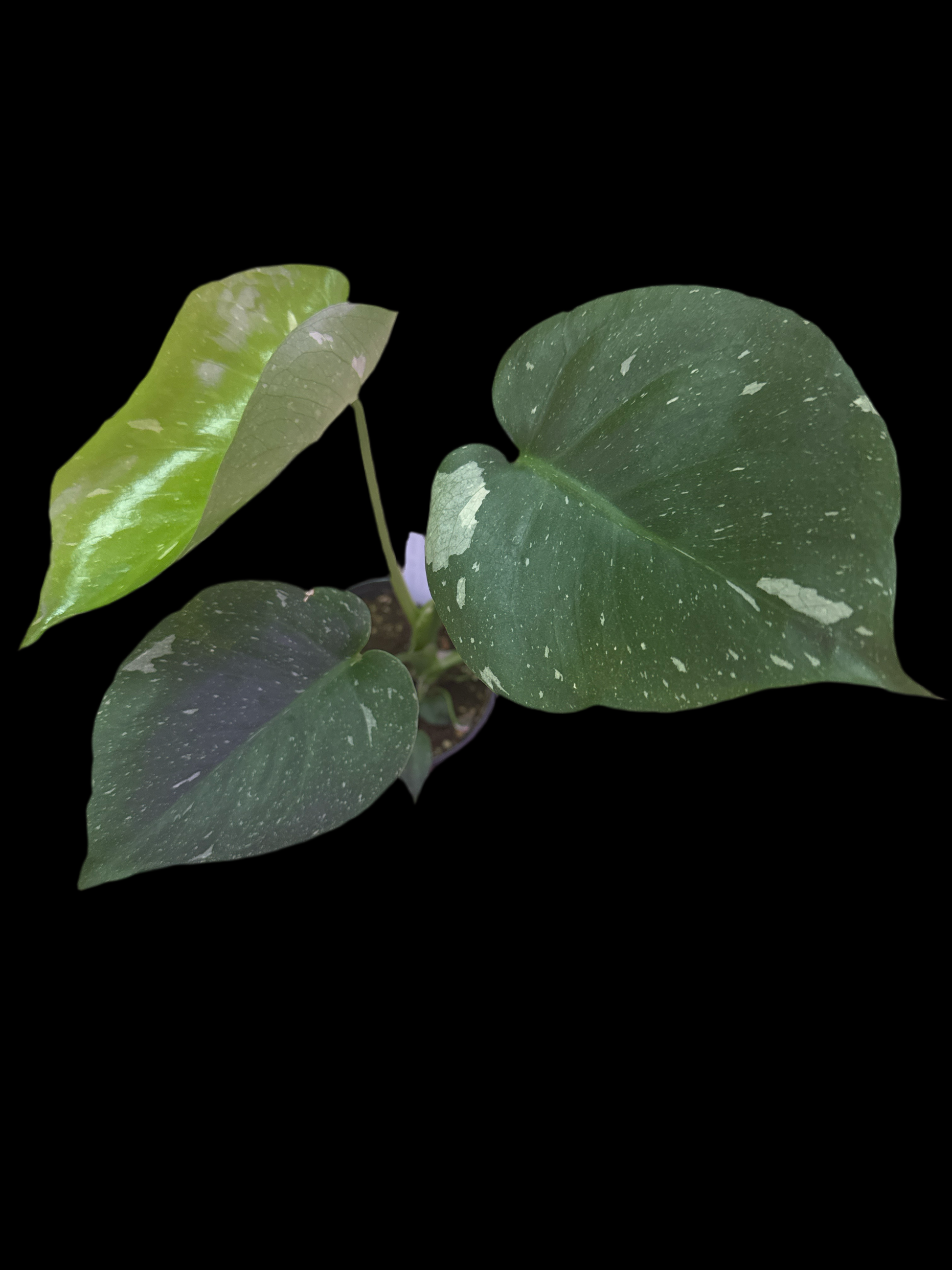 Is a photo of a Monstera Thai Constellation in a 4” pot 