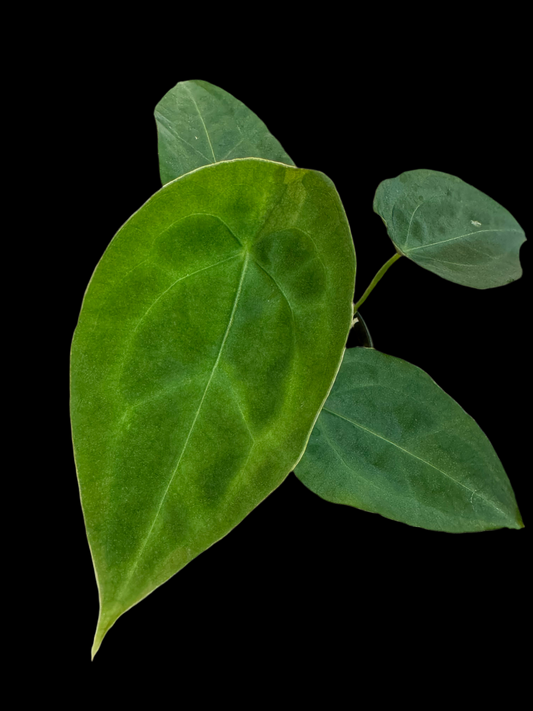 Is a photo of an Anthurium forgetii