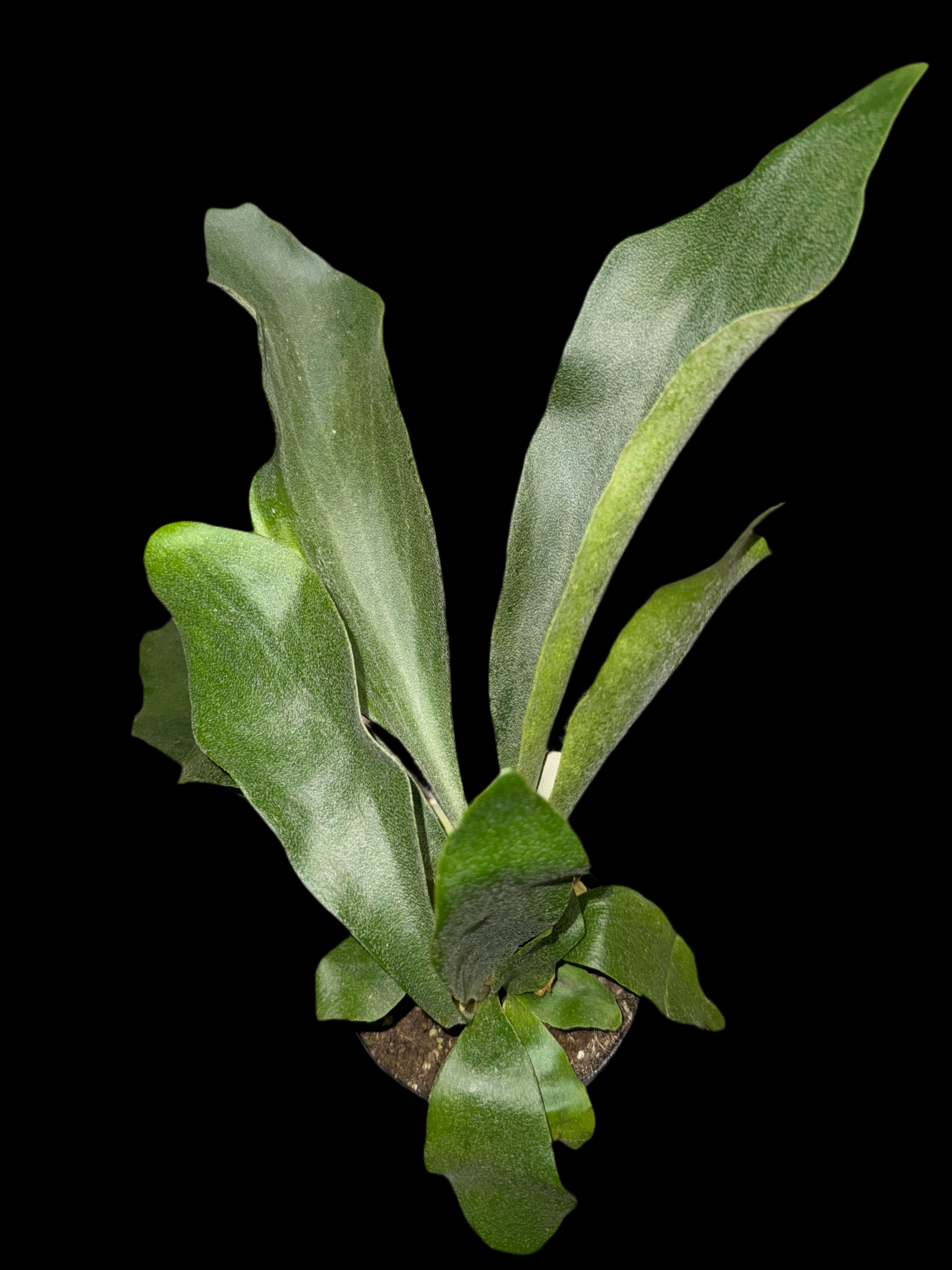 Is a photo of a staghorn fern