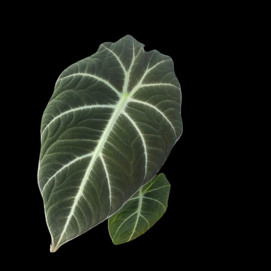 Is a photo of an Alocasia ‘Black Velvet’