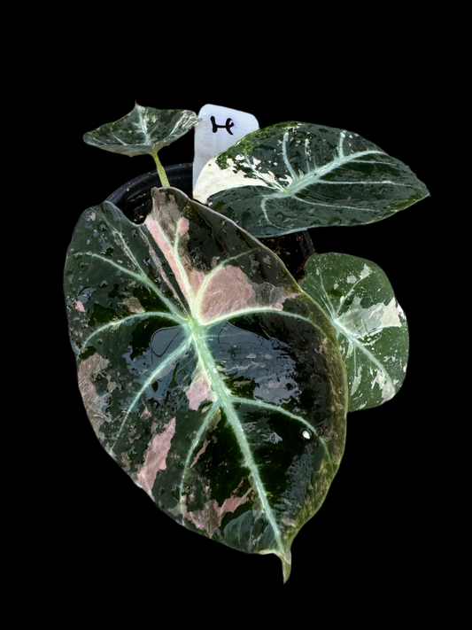 Is a photo of Alocasia Black Velvet variegated option H