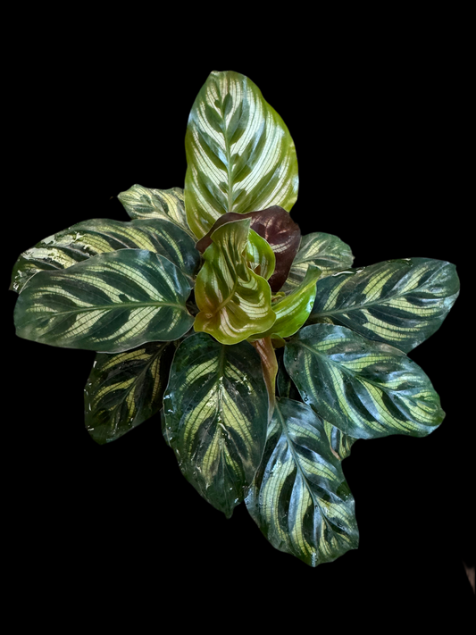 Is a photo of a calathea peacock 