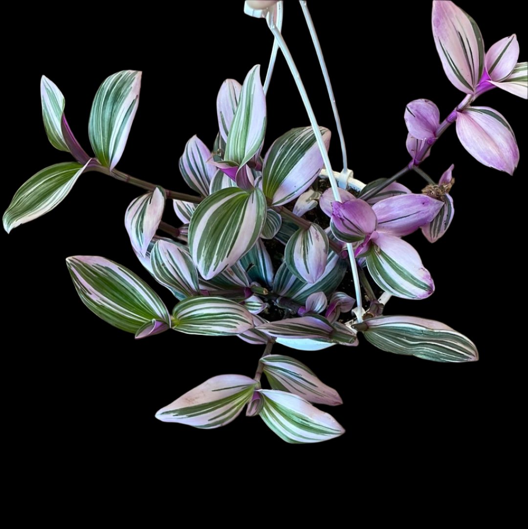 is a photo of a Tradescantia bubblgum