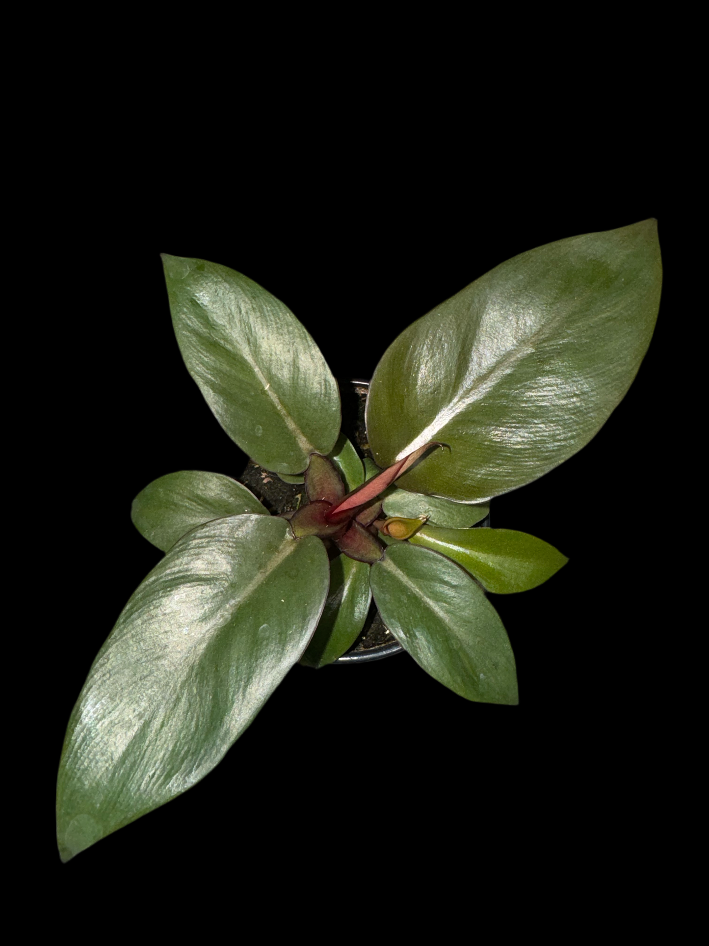 Is a photo of a philodendron black cardinal