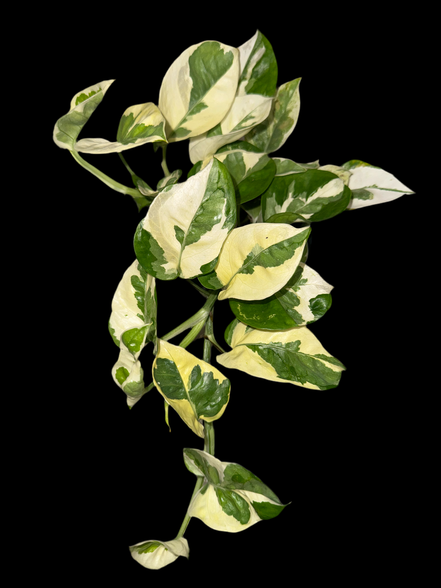 'Perlas y Pothos de Jade' (Epipremnum aureum) 