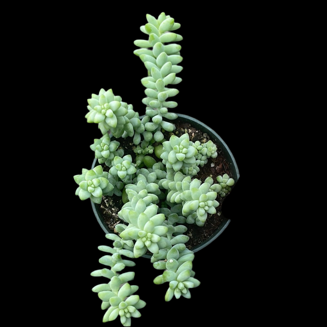 is a photo of a donkey tail sedum in 3.5" pot