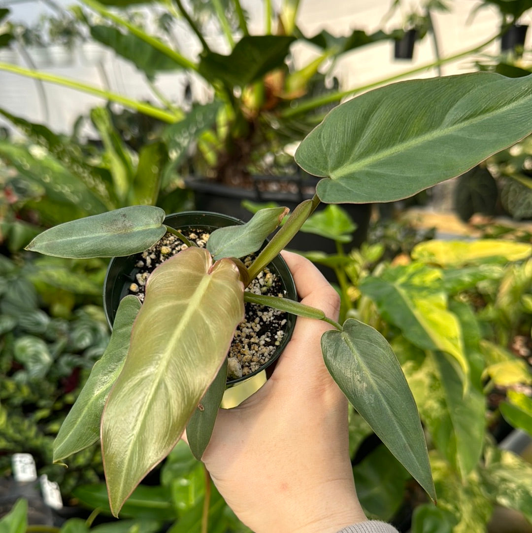 Philodendron maximum