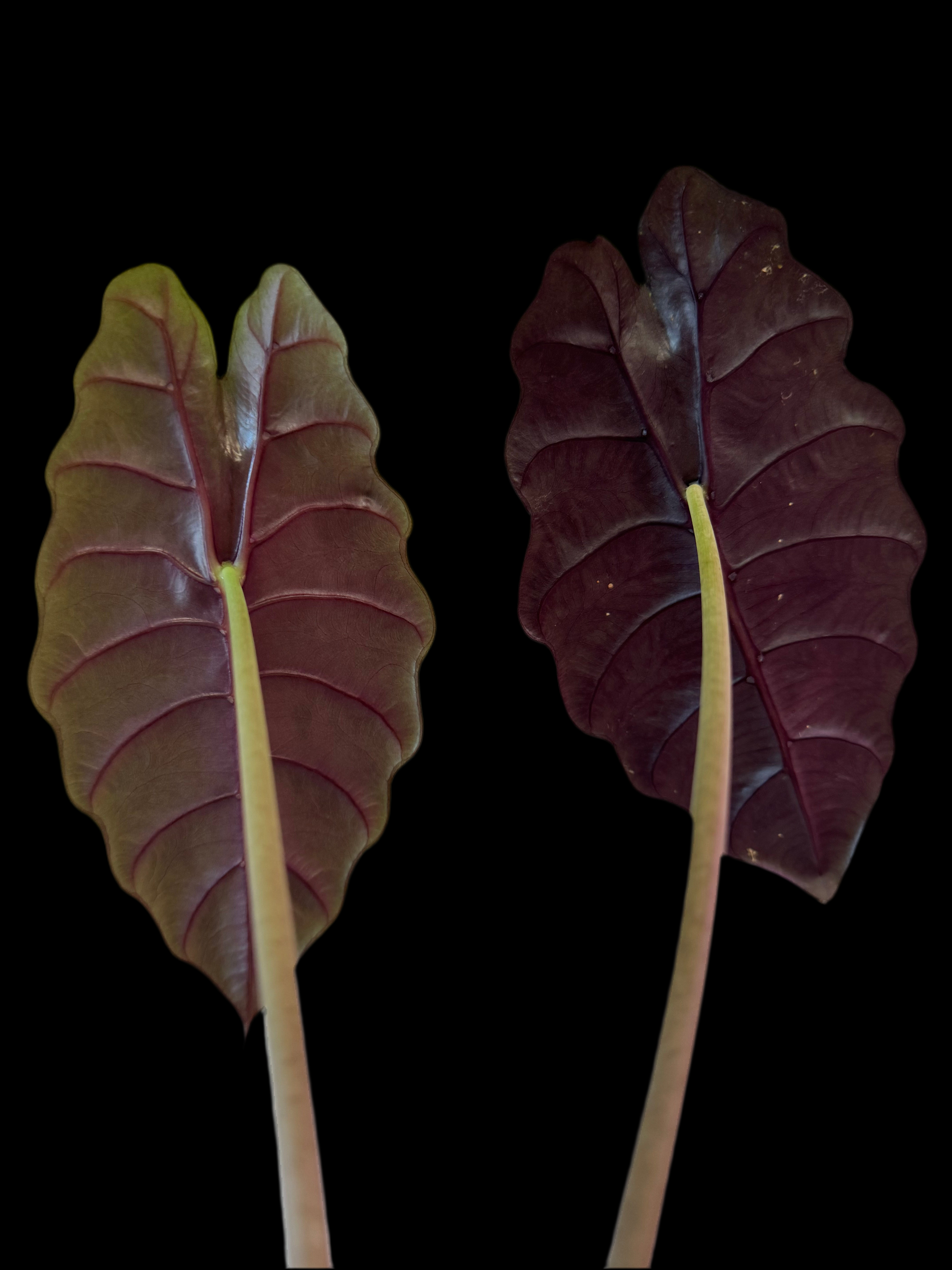 Is a photo of an alocasia chantrierii back of leaf