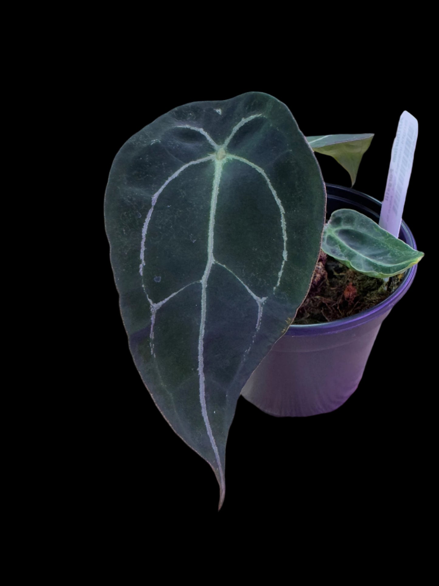 Is a photo of an Anthurium forgetii with near black leaves and silver veining