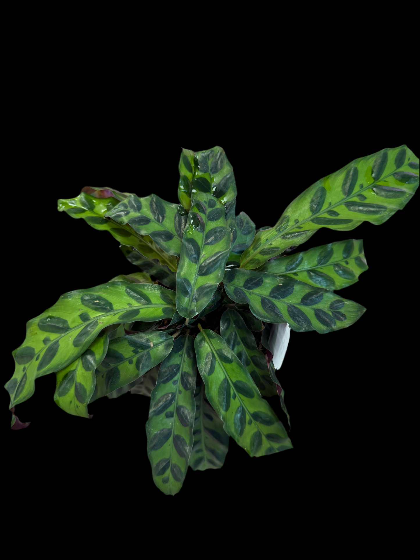 Is a photo of a calathea rattlesnake in 4” pot