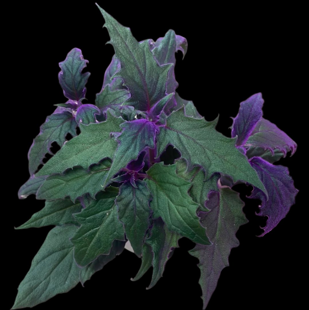 is a photo of a purple passion plant