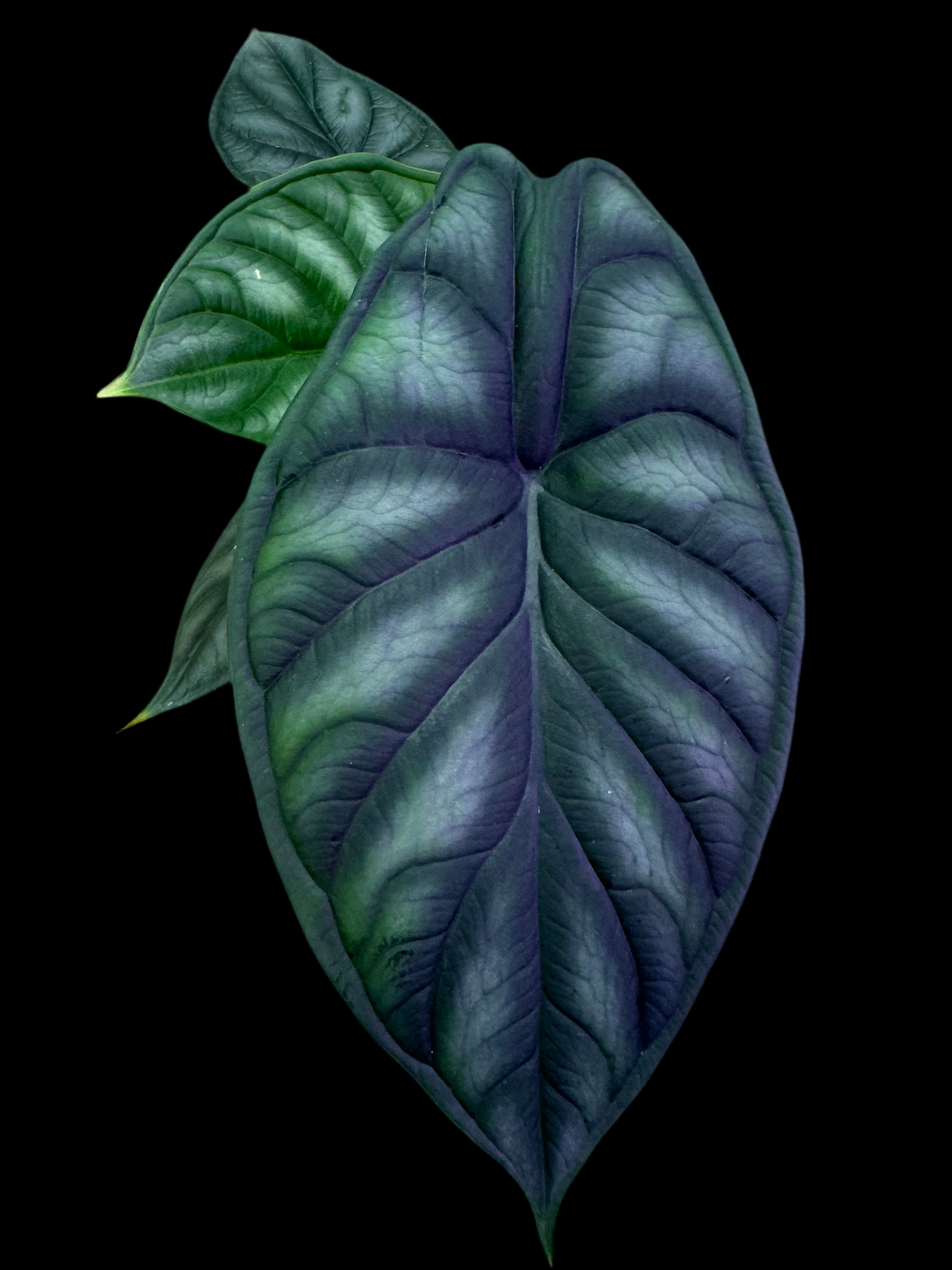 Is a photo of Alocasia dragon scale