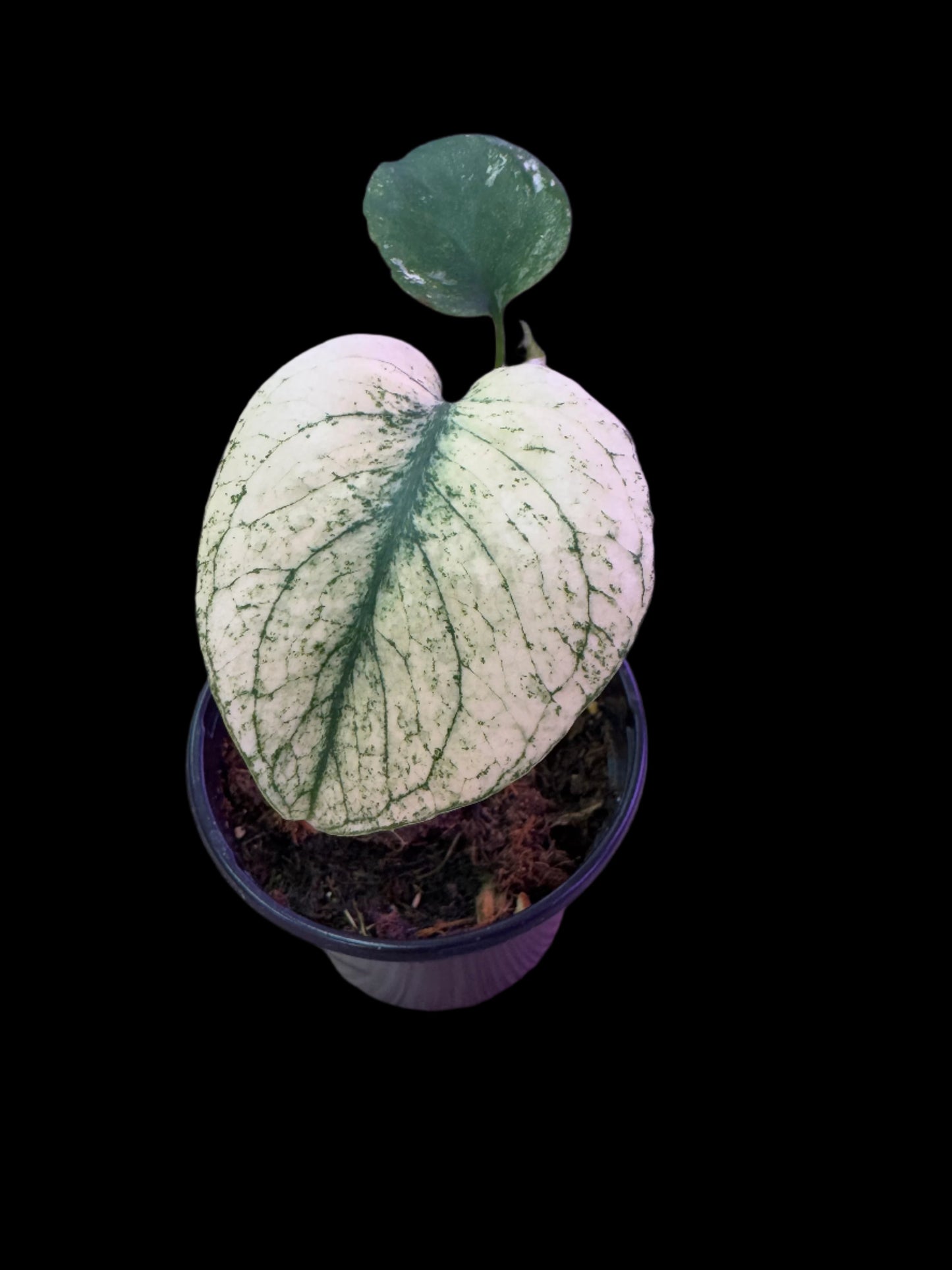 is a photo of a monstera mint with near all white leaf with some green