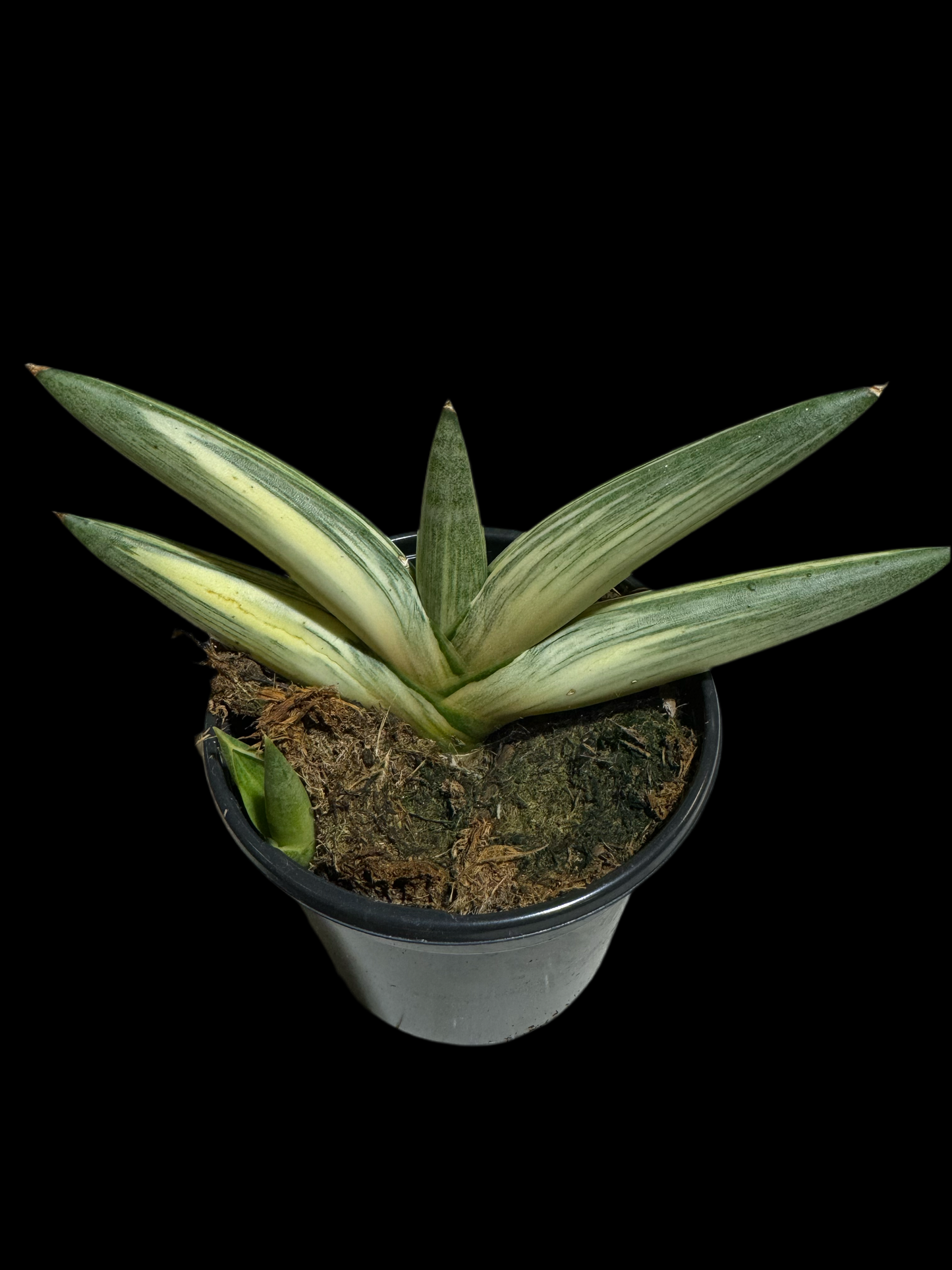 Is a photo of a variegated starfish snake plant