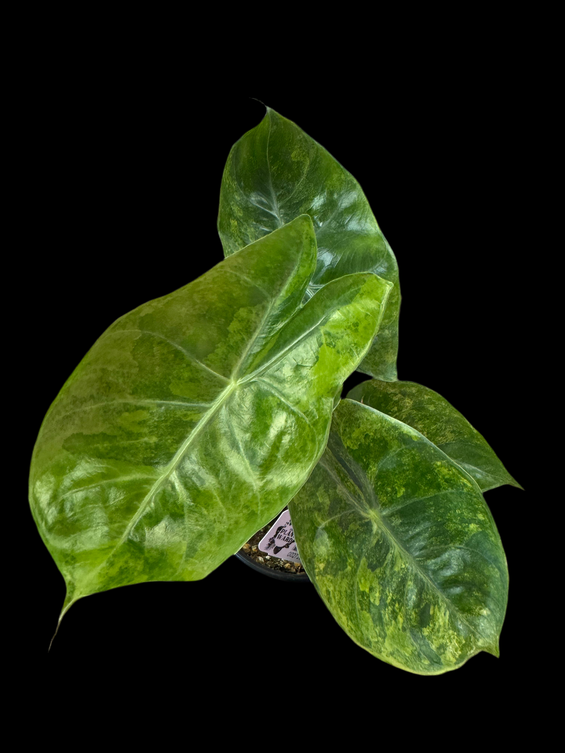 Is a photo of an Alocasia ‘Moracco’ variegated in 4” pot