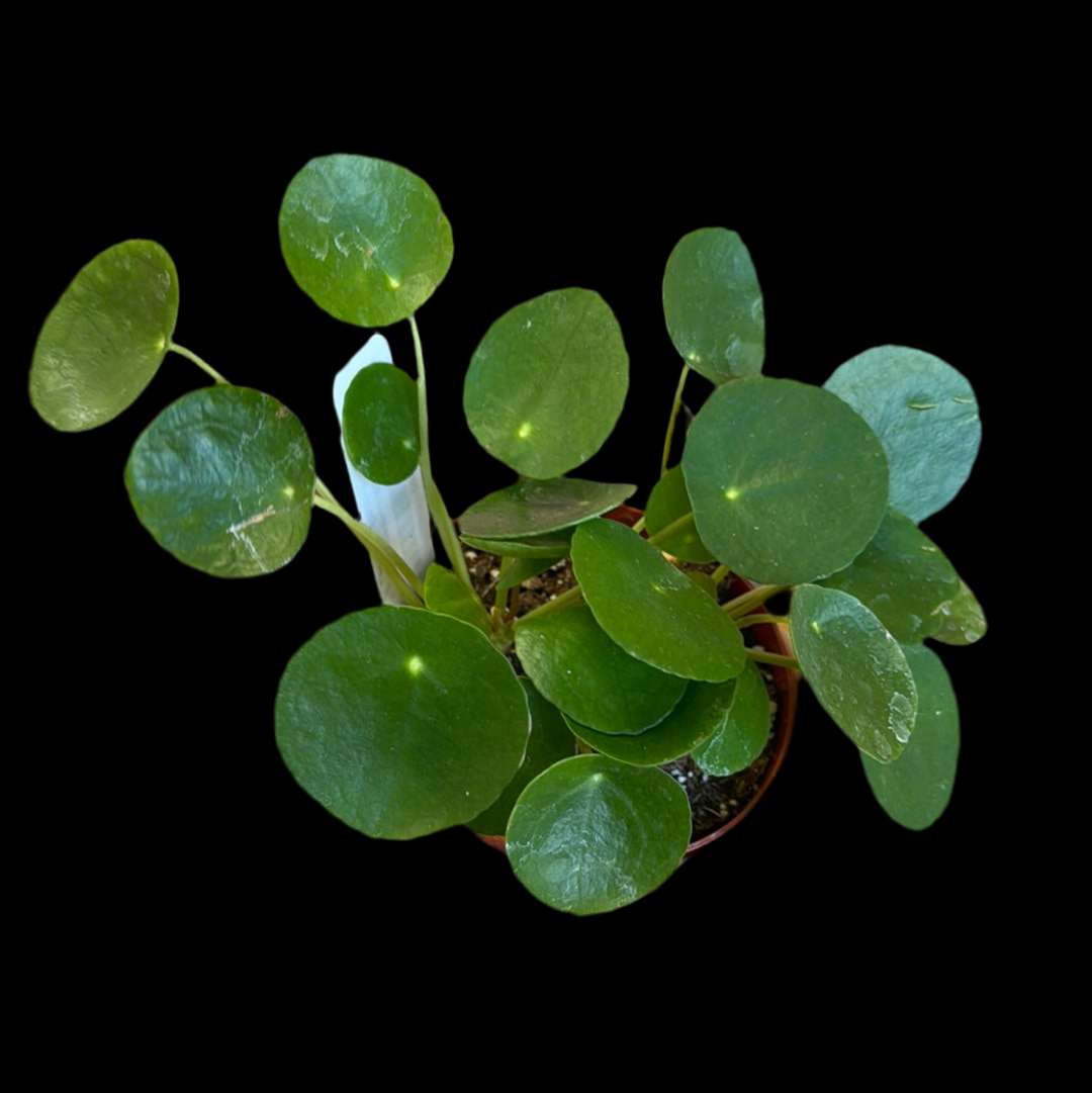 Is a photo of pilea ‘Money Plant’ 