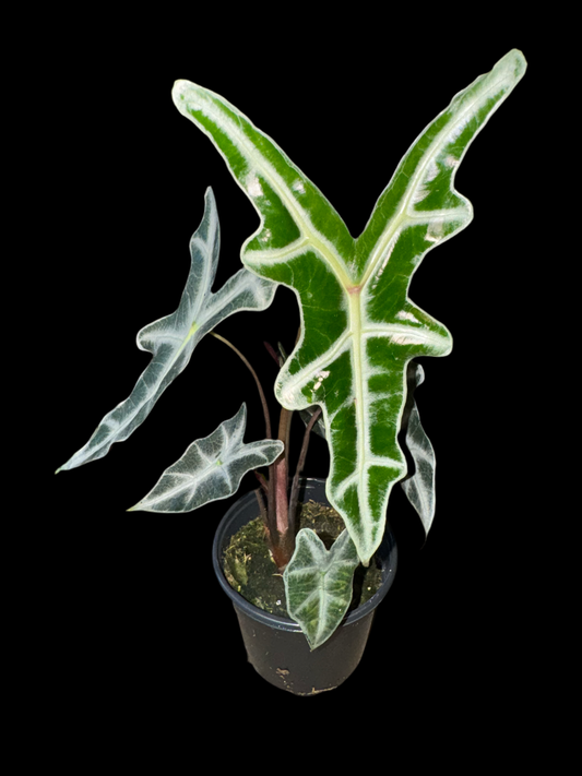 Is a photo of an Alocasia nobilis 