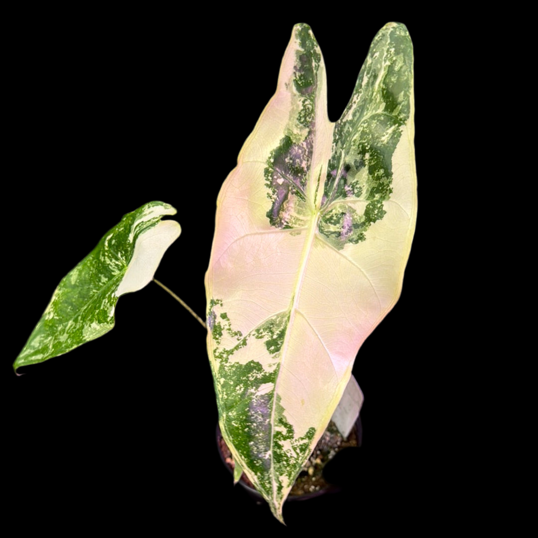 Is a photo of an Alocasia longiloba variegated 