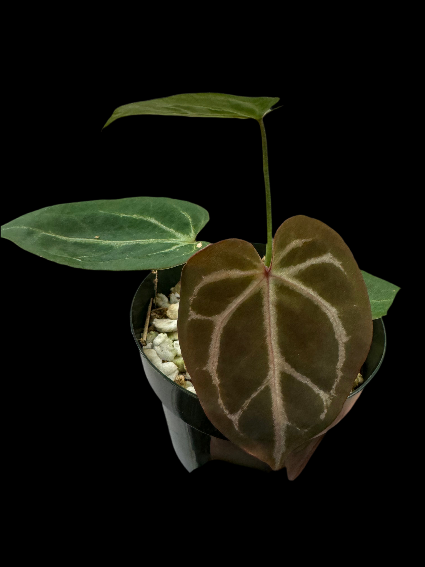 Is a photo of an Anthurium crystallinum x Unknown with heart shaped leaves and silver veining. reddish emergent leaf.