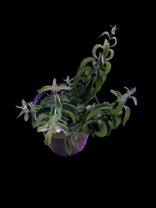 is a photo of a Twister Lipstick plant with many leaves that are densely curled