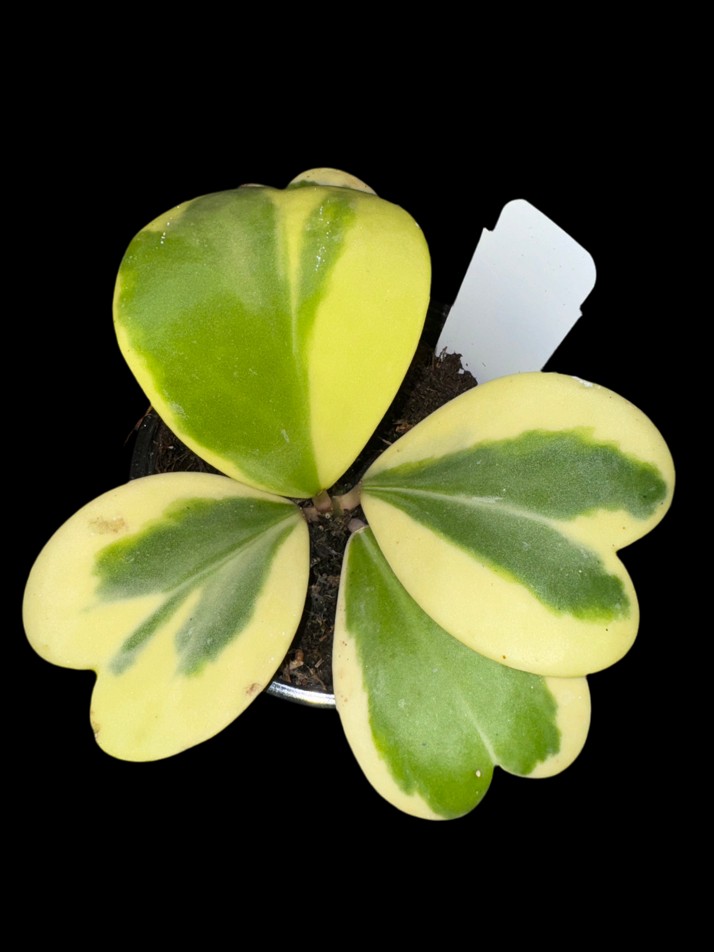 Is a photo of a Hoya kerrii albomarginata with a black background 