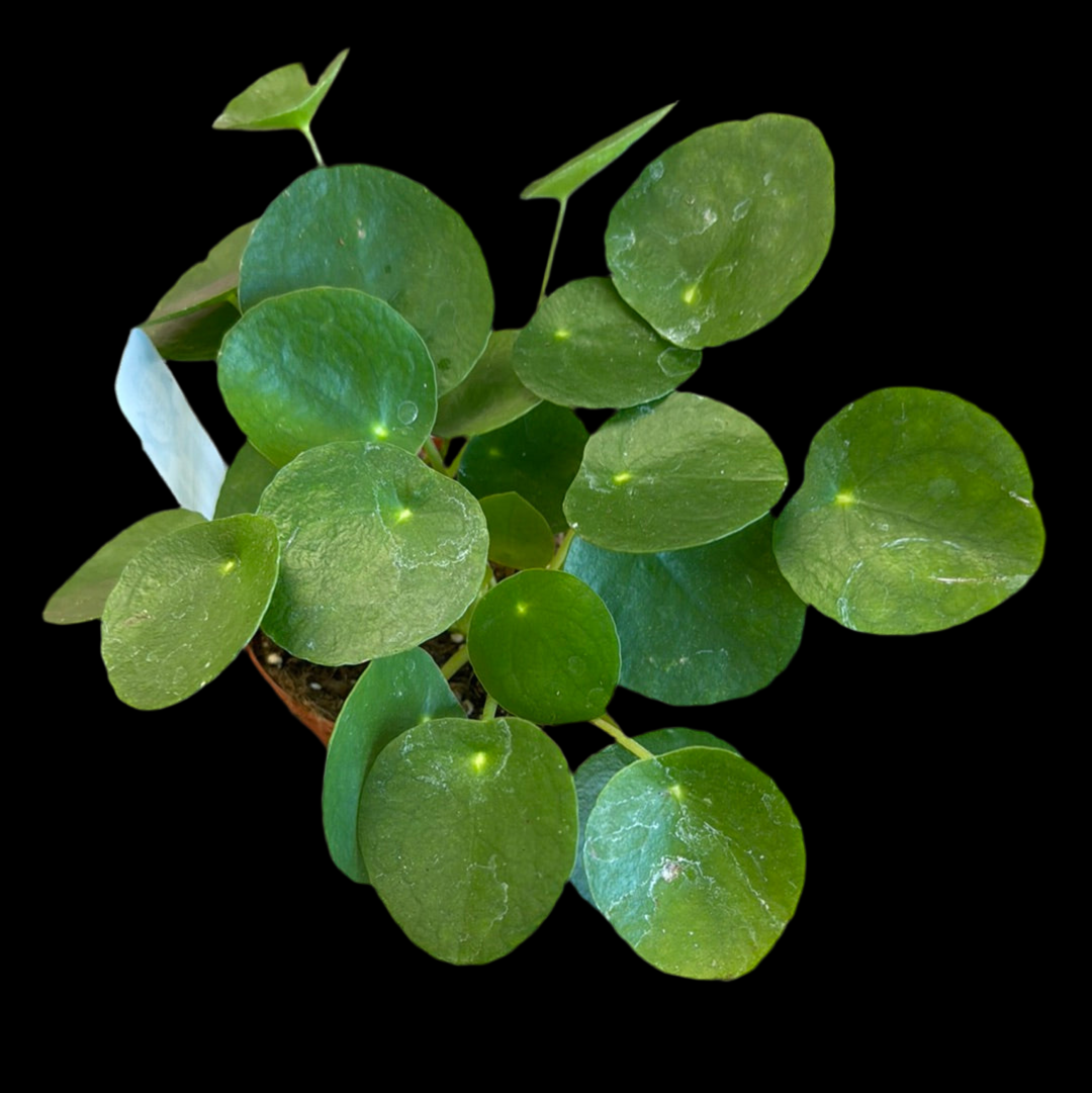 Is a photo of pilea ‘Money Plant’ 