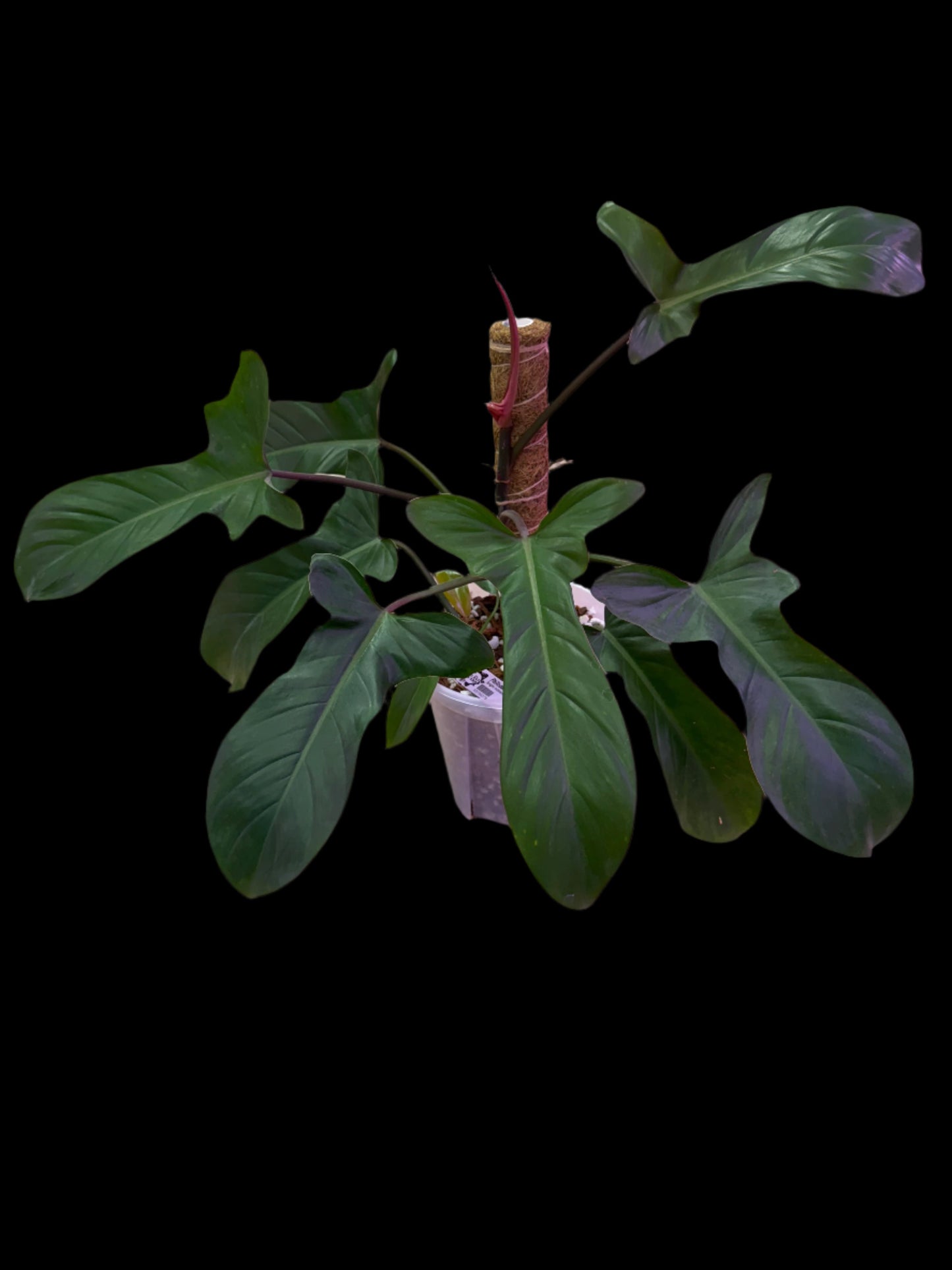 is a photo of a philodendron florida bronze with many dark colored leaves in a frosted clear pot and a moss pole