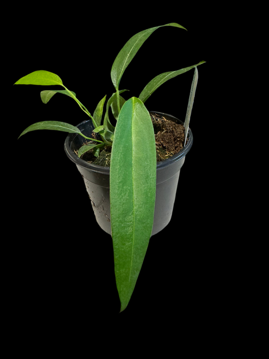 Is a photo of an anthurium wendlingeri 