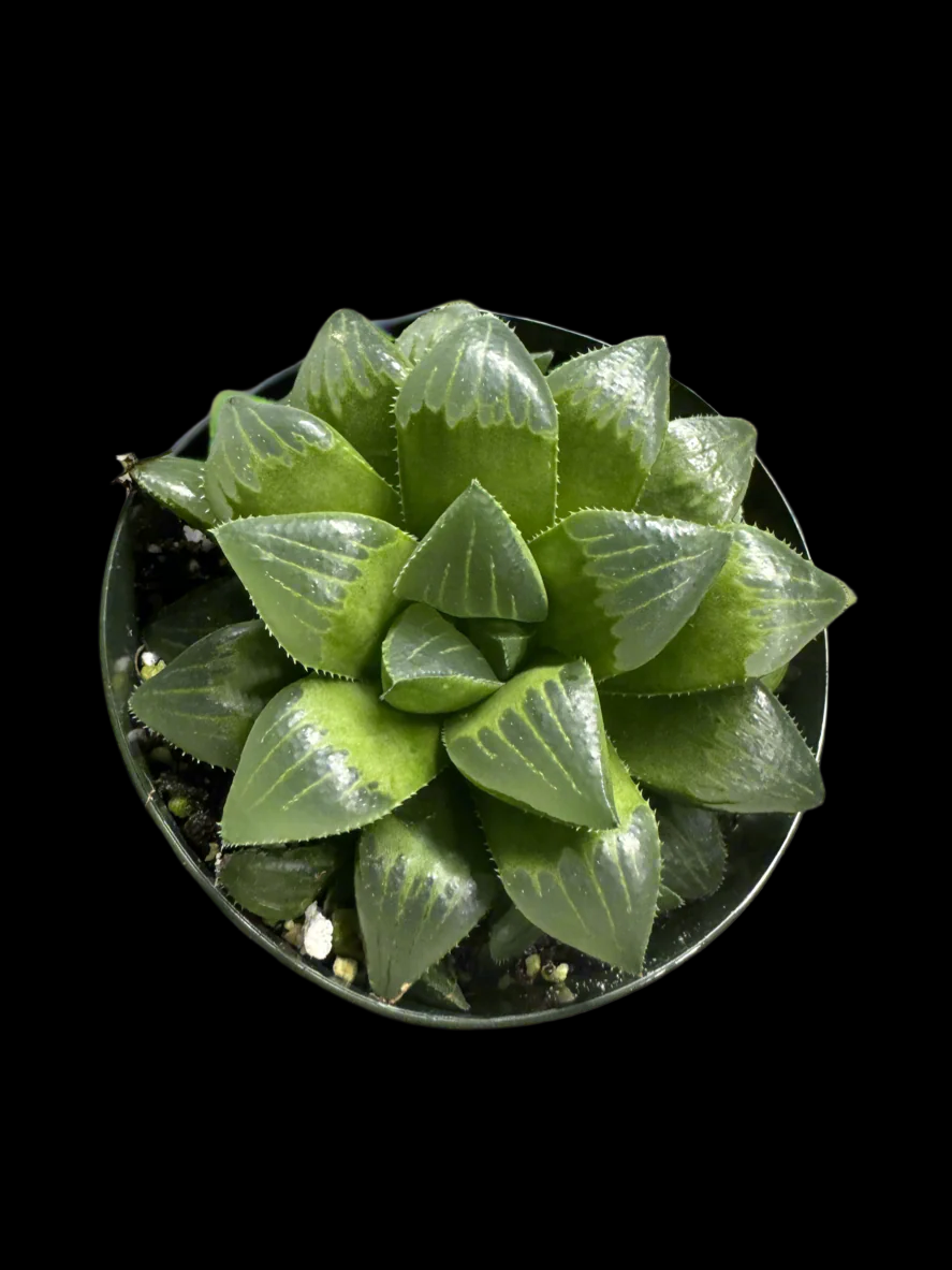 Example of Haworthia retusa in 3.5” pot