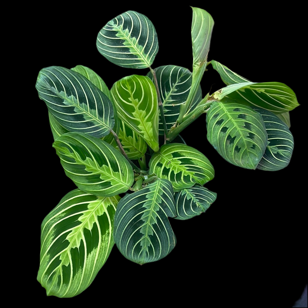 Is a photo of maranta lemon lime 