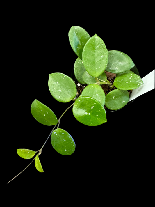 Is a photo of a Hoya mathilde