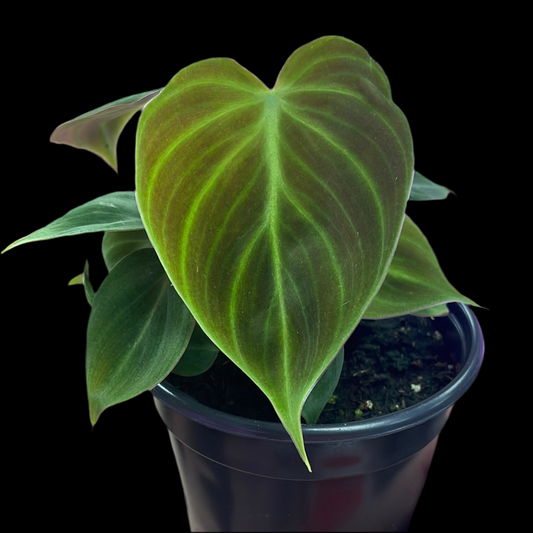 Is a photo of a philodendron el. Choco red