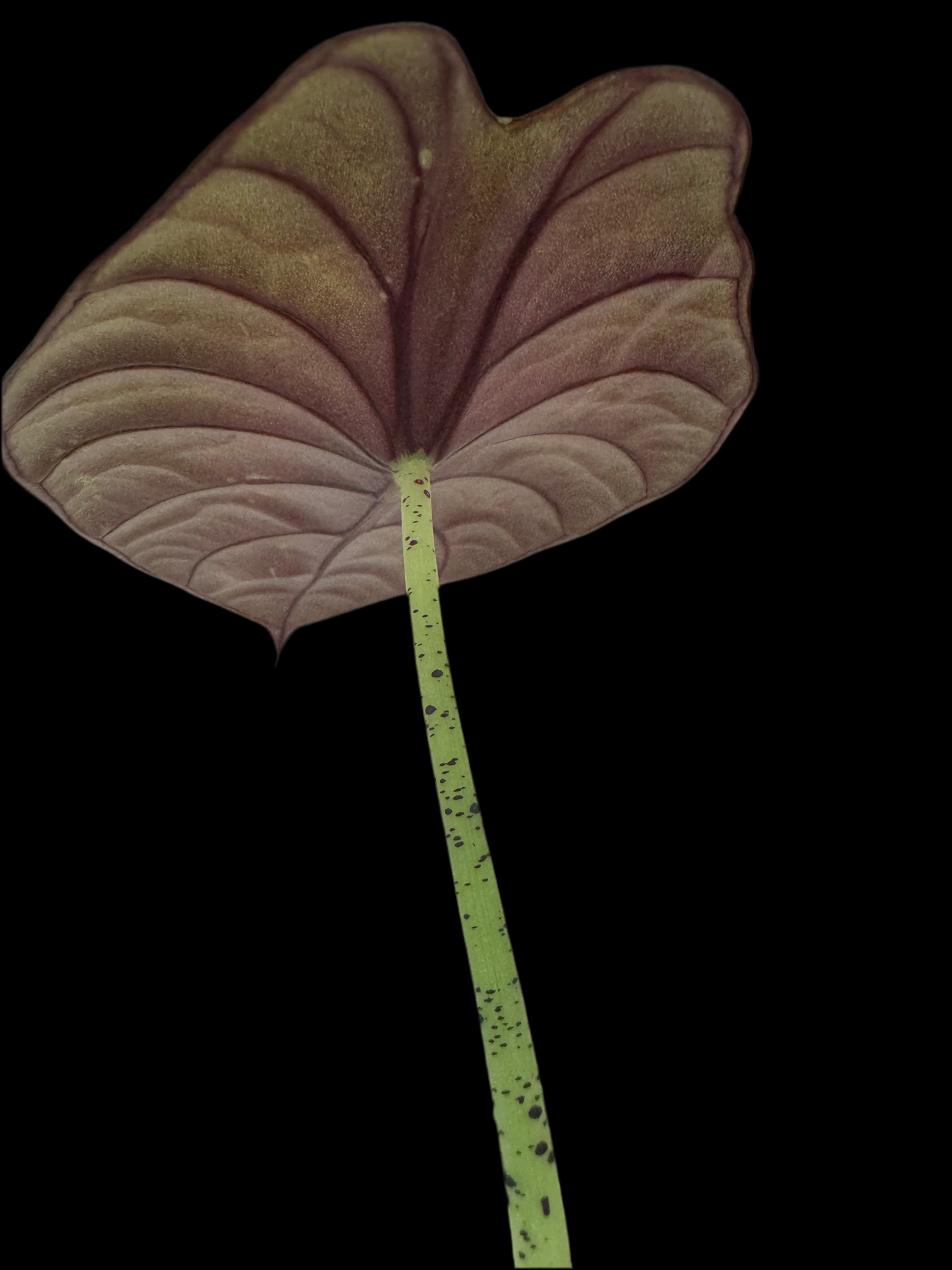 Is a photo of an Alocasia ‘nebula’ reb spotted stem