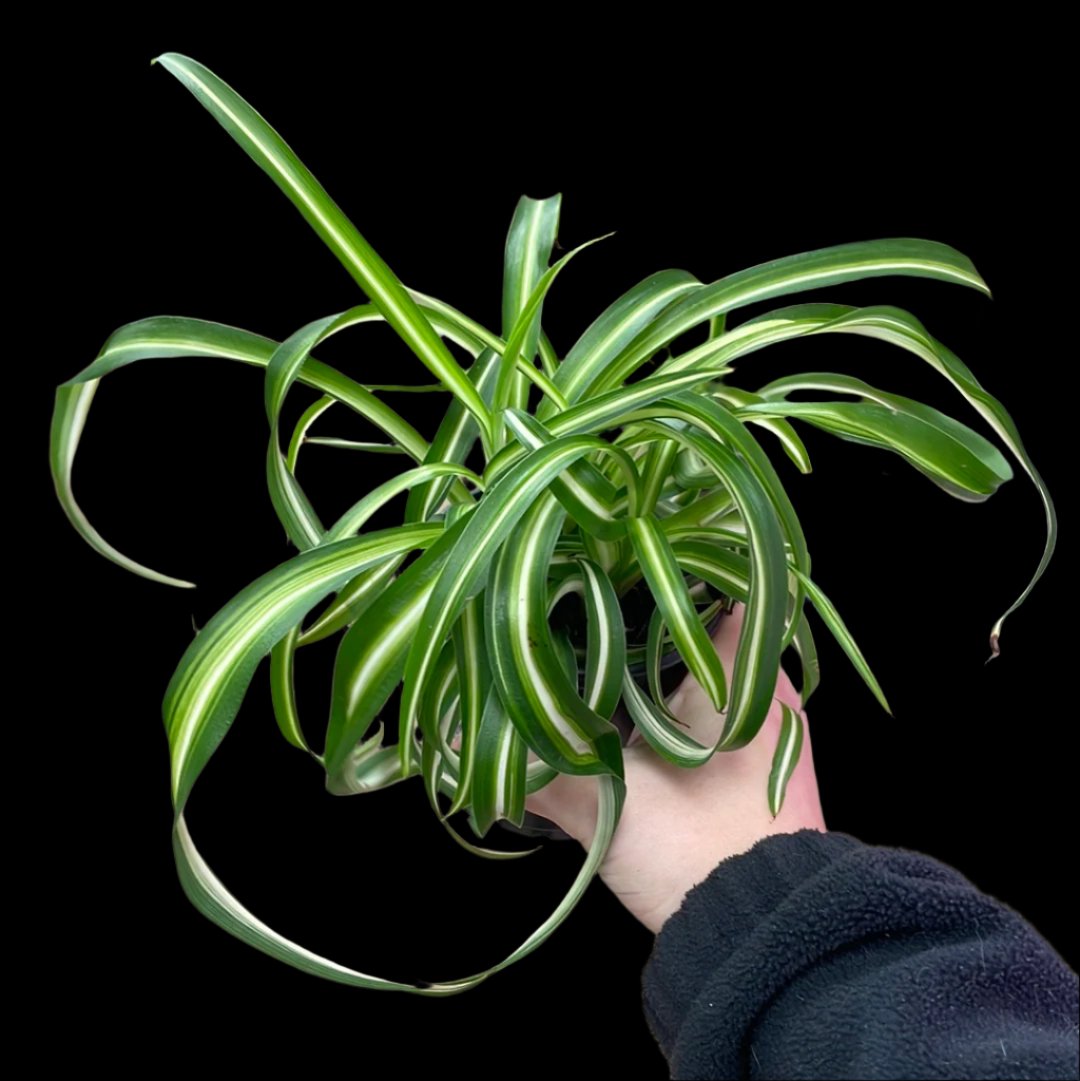 is a photo of a bonnie spider plant