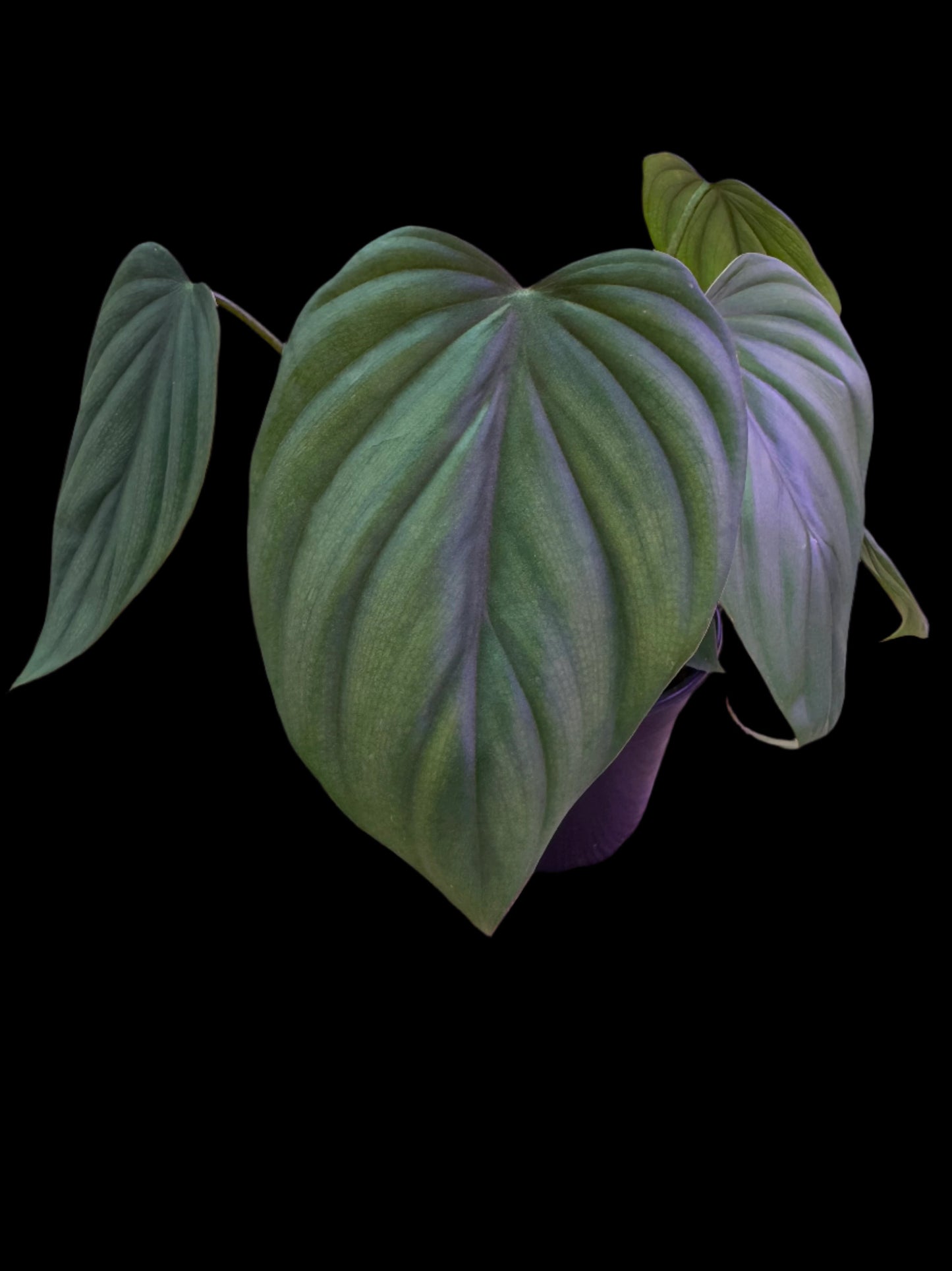 is a photo of a philodendron sp. colombia with green pillowy heart shaped leaves