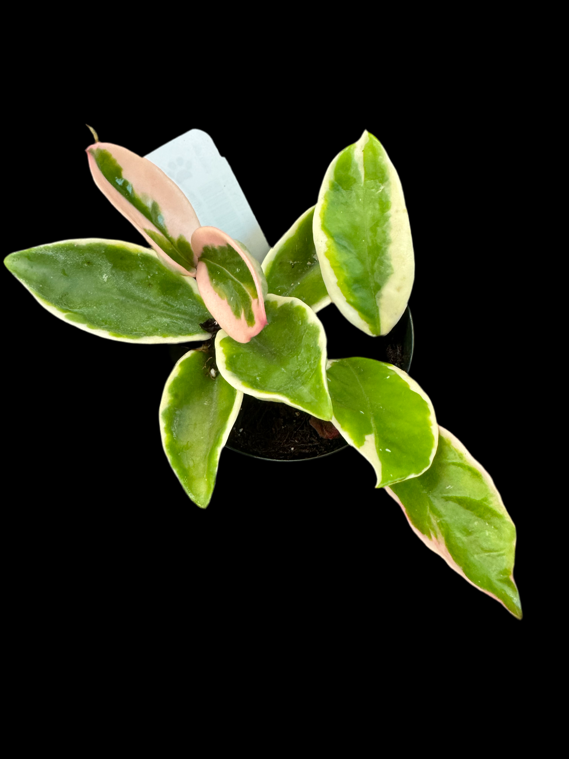 Is a photo of a Hoya Susie Q