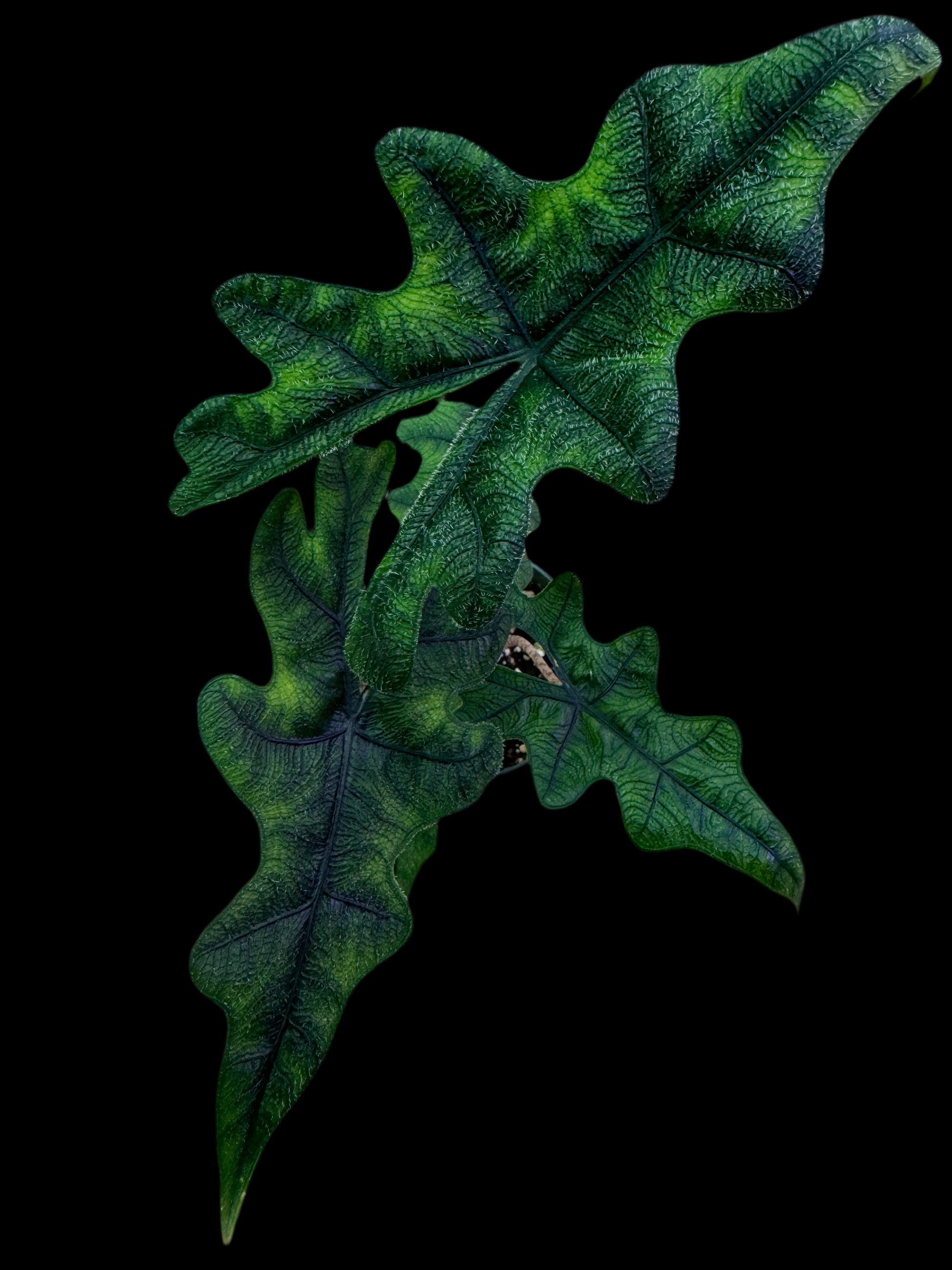 Is a photo of an Alocasia Jacklynn