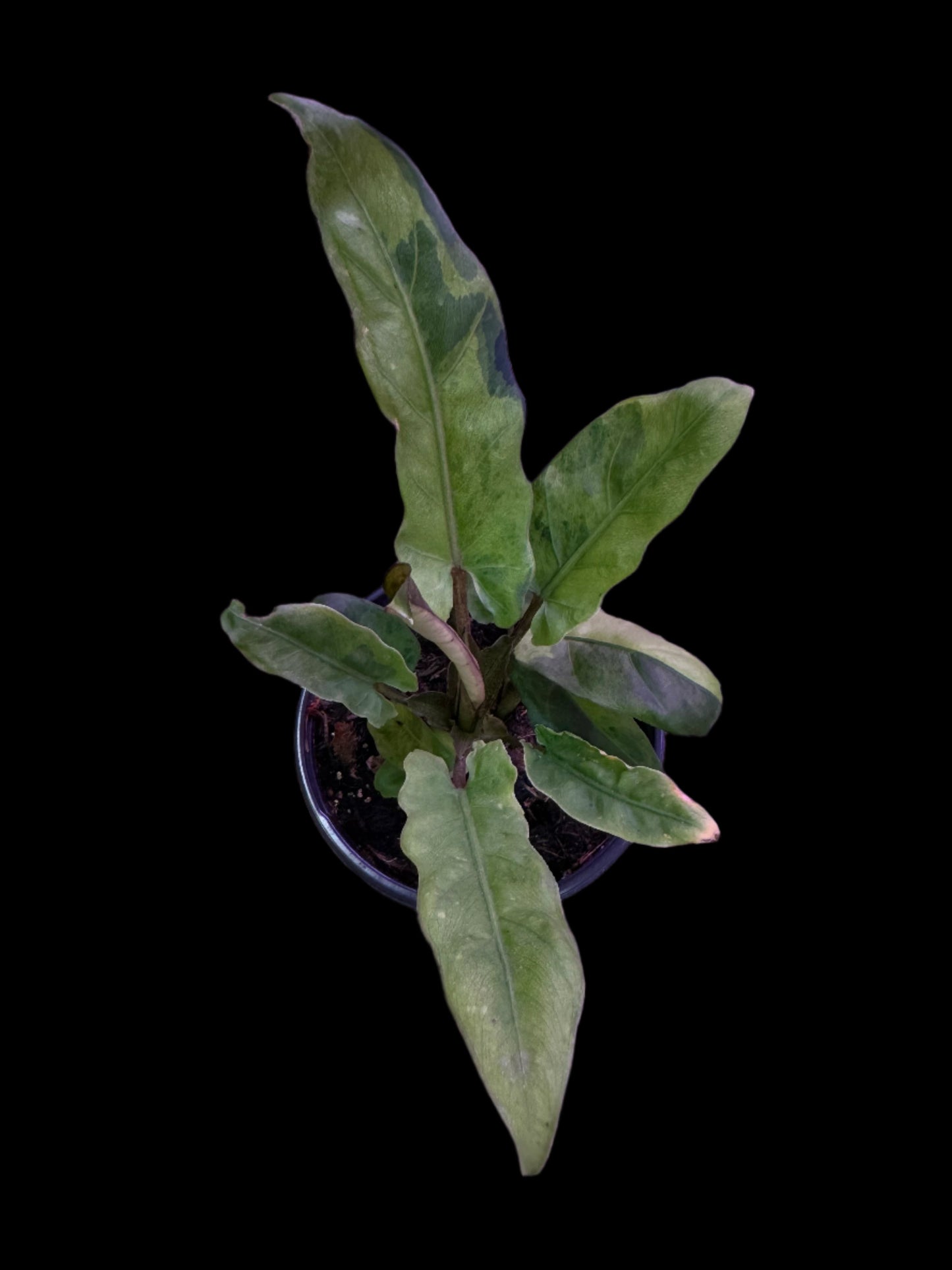 is a photo of an alocasia purple sword with elongated variegated leaves