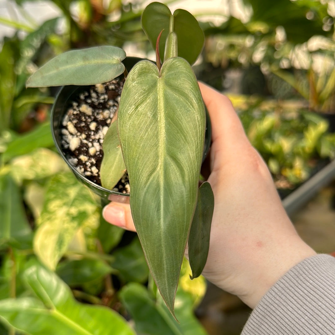 Philodendron maximum