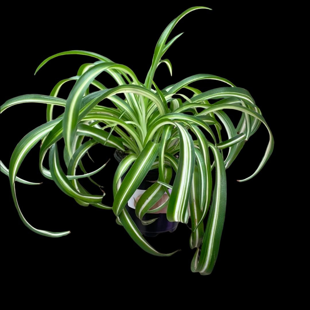 is a photo of a bonnie spider plant